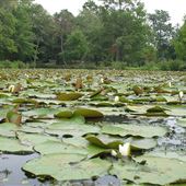 Kenilworth Park & Aquatic Gardens