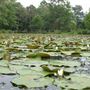 Kenilworth Park & Aquatic Gardens